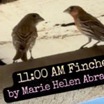 11:00 AM Finches