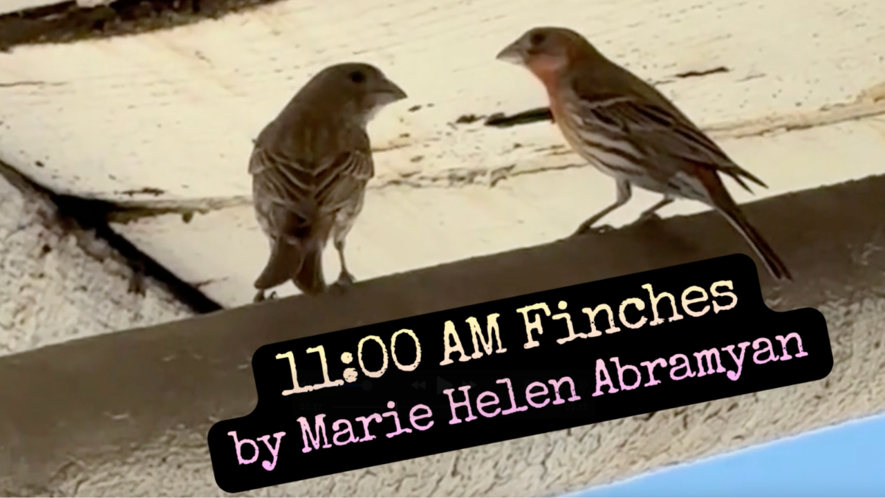 11:00 AM Finches